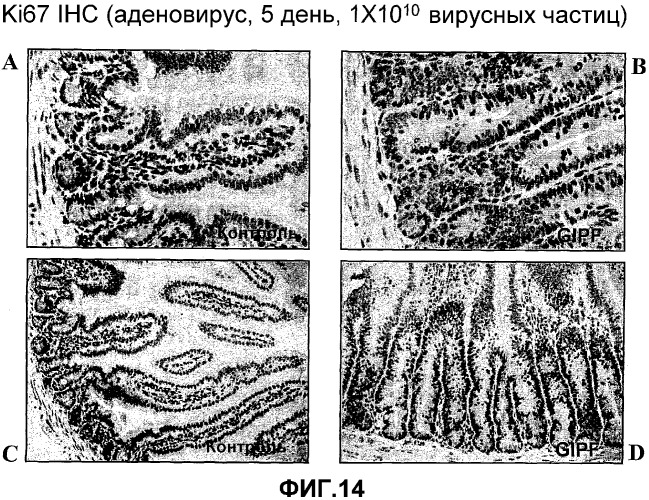 Желудочно-кишечный пролиферативный фактор и его применения (патент 2343158)