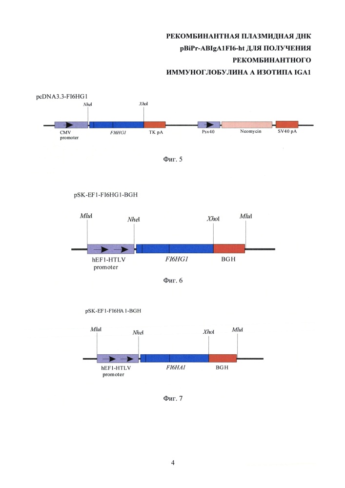 Рекомбинантная плазмидная днк pbipr-abiga1fi6-ht для получения рекомбинантного иммуноглобулина а изотипа iga1 (патент 2656142)