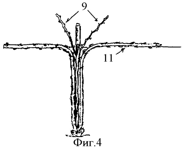 Способ формирования и ведения виноградных кустов (патент 2363147)