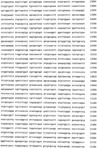 Бактериофаг, обладающий активностью против pseudomonas aeruginosa, белки бактериофага и способы их применения (патент 2580248)