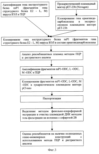 Рекомбинантная плазмида pci-neo-odc-nsp1 и ее варианты pci-neo-odc-e2-l и pci-neo-odc-e2-m, кодирующие белки вируса венесуэльского энцефаломиелита лошадей и белок орнитиндекарбоксилазы, предназначенные для разработки средств профилактики вирусных инфекционных заболеваний (на примере вируса вэл) (патент 2280691)