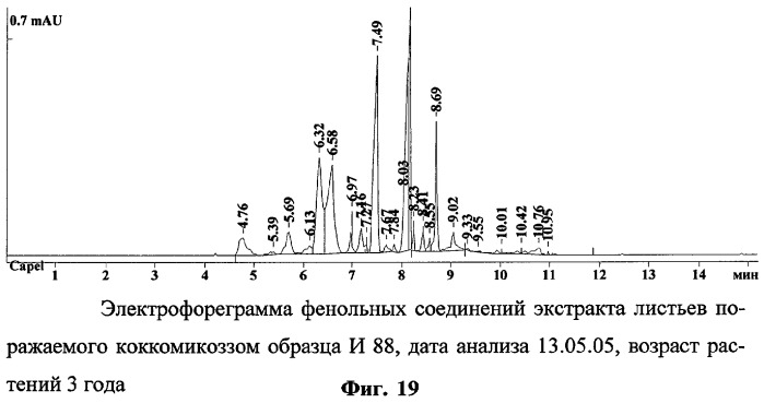 Способ определения устойчивых к коккомикозу форм вишни и черешни (патент 2316951)