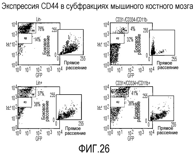 Выделенные популяции миелоподобных клеток и способы лечения с использованием таких популяций (патент 2473686)