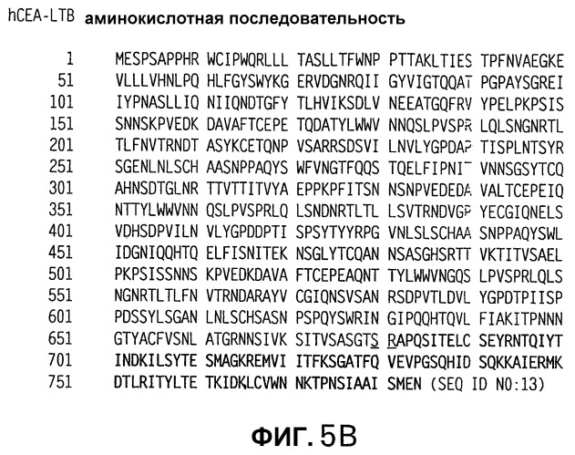 Слитые белки карциноэмбрионального антигена (патент 2380375)