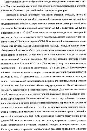 Фиторемедиационный способ очистки почв от тяжелых металлов (патент 2359444)