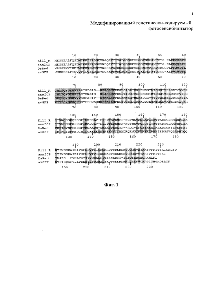 Модифицированный генетически кодируемый фотосенсибилизатор (патент 2599443)