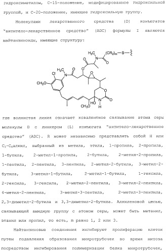 Антитела, сконструированные на основе цистеинов, и их конъюгаты (патент 2412947)