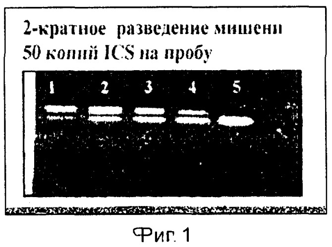 Способ количественного определения копий днк и рнк мишеней методом полимеразной цепной реакции (патент 2268945)