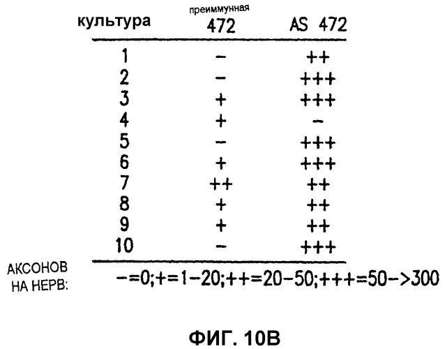 Способы получения поликлональных антител, антисыворотка, содержащая поликлональные антитела, и способы иммунизации (патент 2358982)