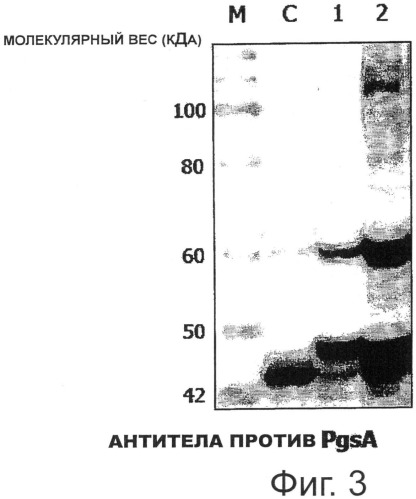 Стабильный вектор конститутивно высокой экспрессии для получения вакцины против впч и трансформированные этим вектором рекомбинантные молочнокислые бактерии (патент 2492240)