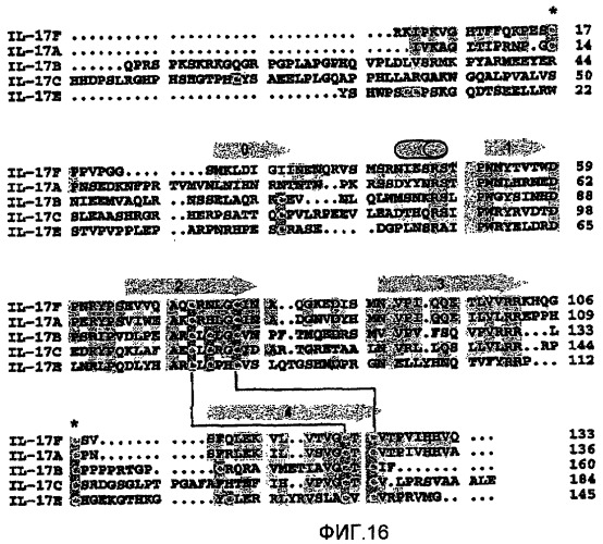 Гетеродимерные полипептиды il-17 a/f и возможности их лечебного применения (патент 2440134)
