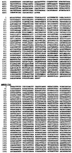 Гетерологичная экспрессия белков neisseria (патент 2299906)