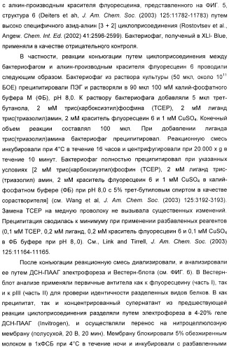 Селективная посттрансляционная модификация экспонируемых фагами полипептидов (патент 2459866)
