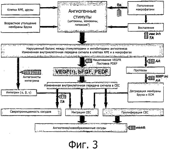 Офтальмологическое фармацевтические композиции для неоангиогенных патологий глаза (патент 2519739)