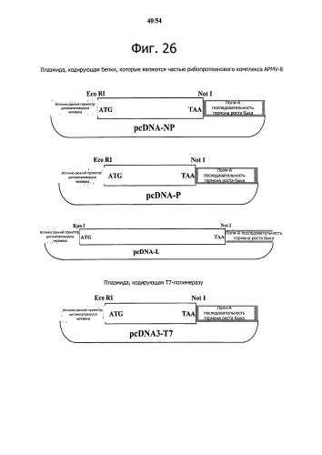 Способ получения рекомбинантного вирусного вектора apmv-8 (патент 2592544)