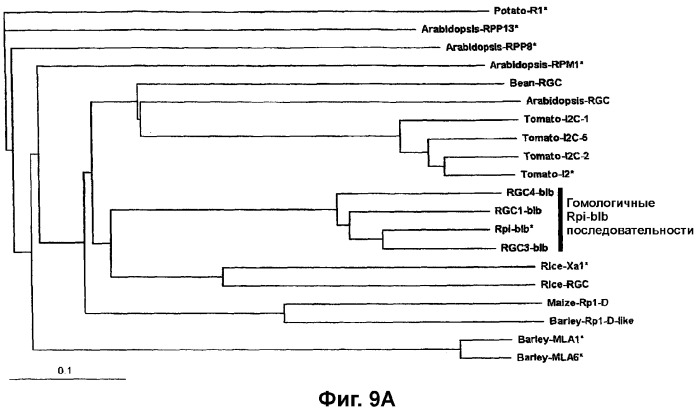 Ген, придающий устойчивость к phytophthora infestans (фитофторозу) в семействе solanaceae (патент 2361920)