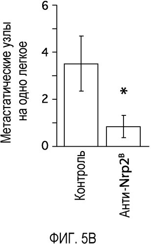 Ингибирование метастазов опухоли антителами против нейропилина-2 (патент 2437677)