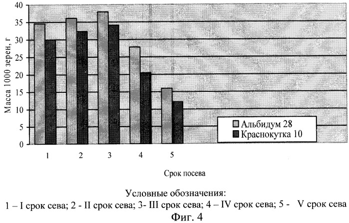 Способ оценки потенциальной продуктивности сельскохозяйственных растений, преимущественно коллекционных сортов яровых зерновых колосовых культур, при возделывании в условиях резко континентального климата (патент 2294091)