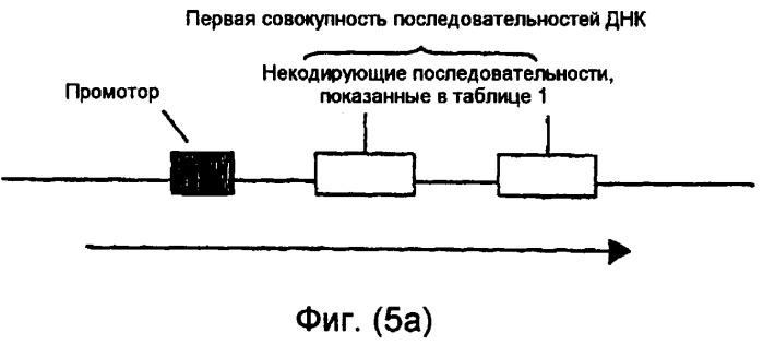 Конструкции нуклеиновой кислоты и способы получения масла с измененным составом из семян (патент 2392795)