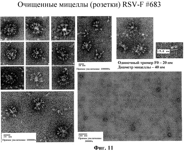 Модифицированные f протеины sv и способы их применения (патент 2531510)