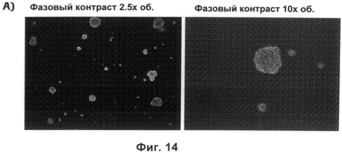 Конверсия соматических клеток в индуцированные репрограмированные нейрональные стволовые клетки (ирнск) (патент 2562111)