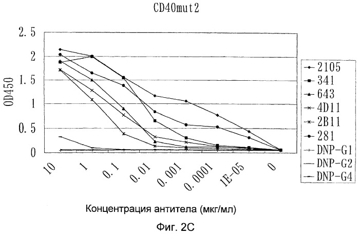 Мутанты анти-cd40 антитела (патент 2377254)