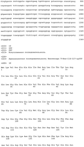 Выделенная нуклеиновая кислота, кодирующая флуоресцентный биосенсор, кассета экспрессии, клетка продуцирующая флуоресцентный биосенсор, выделенный флуоресцентный биосенсор (патент 2515903)