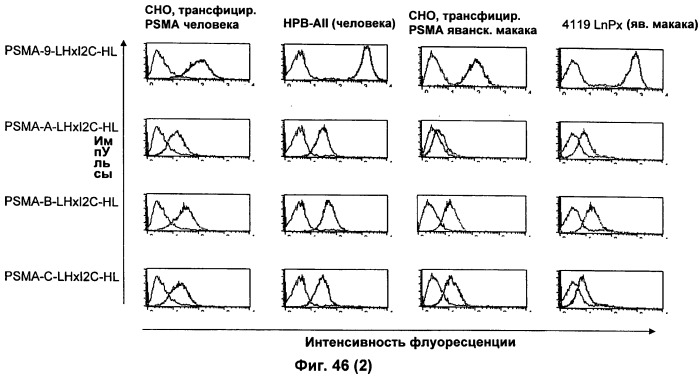 Psma×cd3 биспецифическое одноцепочечное антитело с межвидовой специфичностью (патент 2559531)