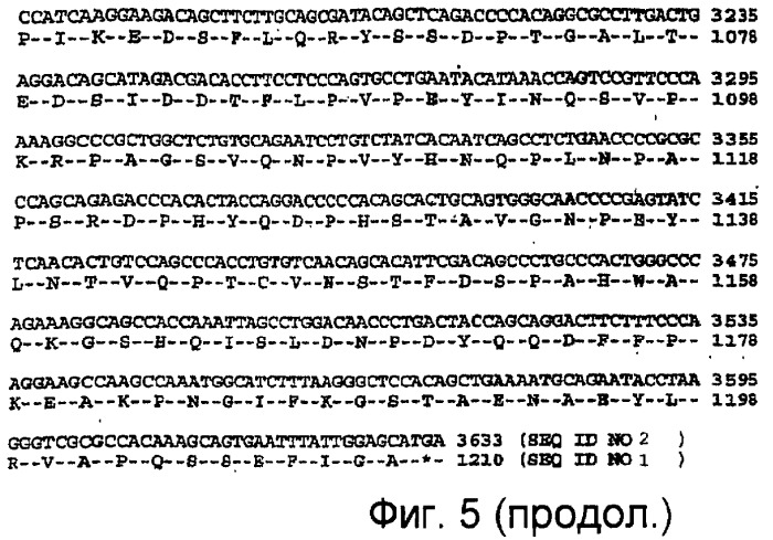 Способ лечения рака, устойчивого к гефитинибу (патент 2405566)