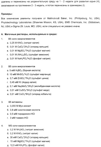 Улучшенная трансформация сои (патент 2389797)