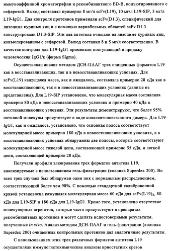 Избирательный направленный перенос в сосудистую сеть опухоли с использованием молекул антител (патент 2347787)