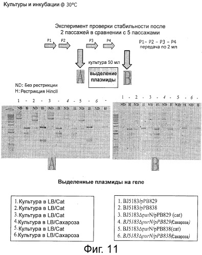 Плазмида без устойчивости к антибиотику (патент 2548809)