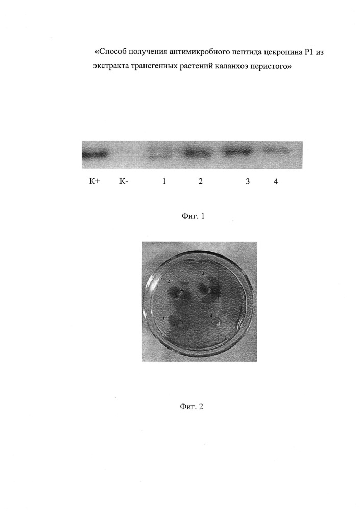 Способ получения антимикробного пептида цекропина р1 из экстракта трансгенных растений каланхоэ перистого (патент 2632116)
