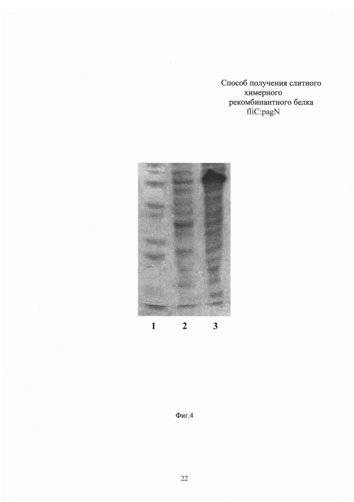 Способ получения химерного рекомбинантного белка flic:pagn (патент 2627602)