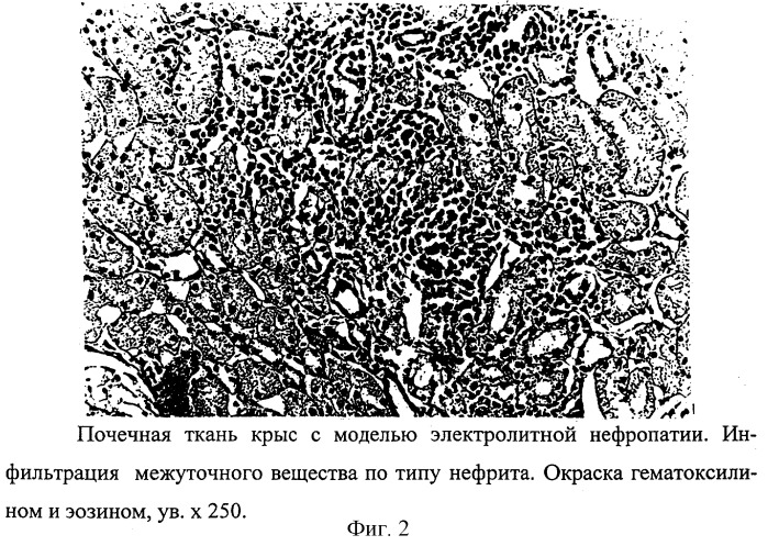Способ моделирования электролитной нефропатии у крыс (патент 2256953)