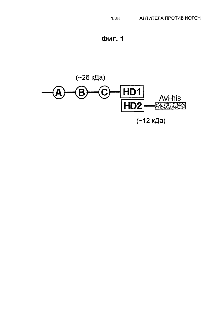 Антитела против notch1 (патент 2622083)