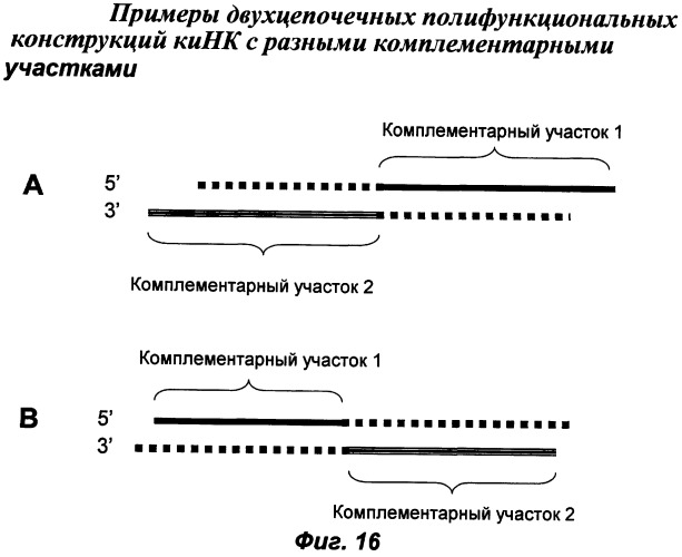 Молекулы химически модифицированной короткой интерферирующей нуклеиновой кислоты, которые опосредуют интерференцию рнк (патент 2418068)