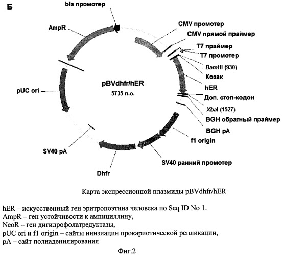 Синтетическая днк, кодирующая эритропоэтин человека, содержащий её вектор, способ получения штамма-продуцента эритропоэтина, штамм-продуцент эритропоэтина (патент 2548806)