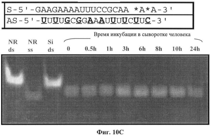 Новые структуры малых интерферирующих рнк (sirna) (патент 2487716)