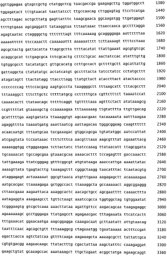 Бактериофаг, обладающий активностью против pseudomonas aeruginosa, белки бактериофага и способы их применения (патент 2580248)