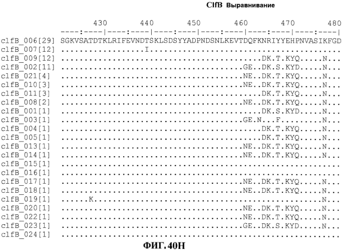 Стабильные иммуногенные композиции антигенов staphylococcus aureus (патент 2570730)