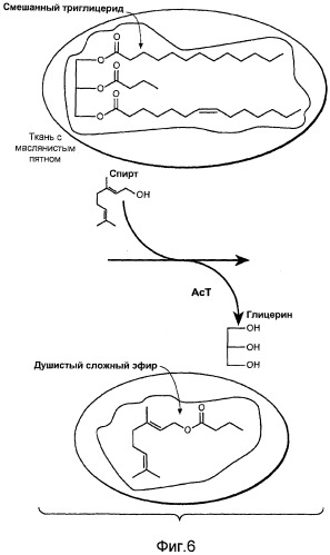 Композиция и способ для получения душистого сложного эфира (патент 2511409)