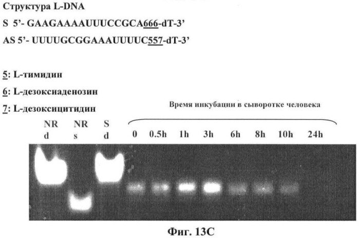 Новые структуры малых интерферирующих рнк (sirna) (патент 2487716)