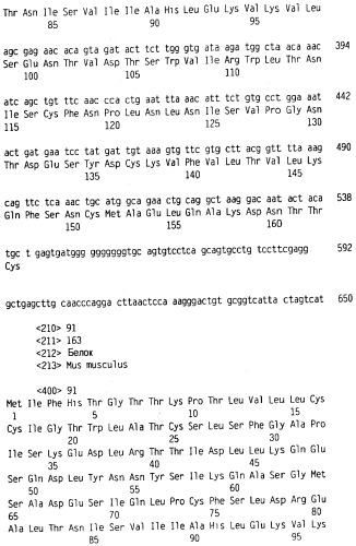 Новый лиганд рецептора цитокина zcytor17 (патент 2490276)