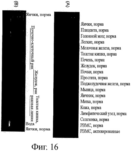Идентификация опухолевых антигенов для диагностики и терапии (патент 2485974)