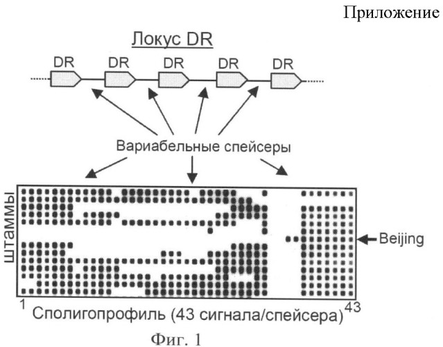 Способ выявления микобактерий туберкулеза генотипа beijing (патент 2405836)