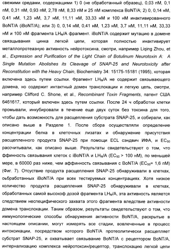 Иммунологические анализы активности ботулинического токсина серотипа а (патент 2491293)