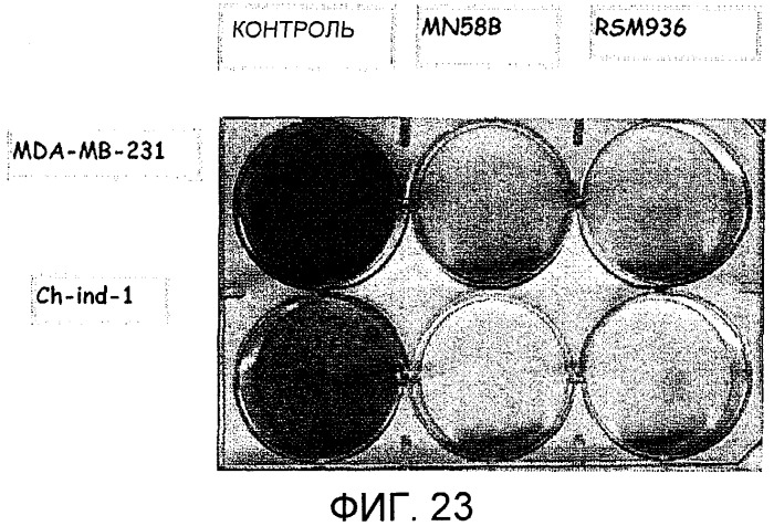 Способ in vitro определения прогноза развития заболевания у больного раком и способ in vitro мониторинга эффекта терапии, назначаемой больному раком (патент 2434946)