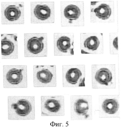 Способ определения уплотненных белково-липидных участков в мембранах эритроцитов различной степени зрелости с помощью компьютерной программы bio vision (патент 2390020)