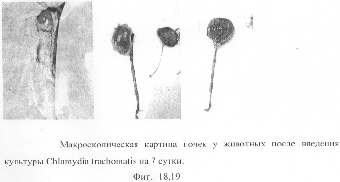 Способ моделирования пиелонефрита (патент 2289852)